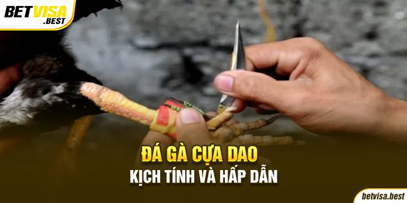 Đá gà cựa dao đầy kịch tính và hấp dẫn xuất phát từ Philippines